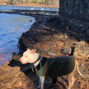 Meet your Posher, Harry